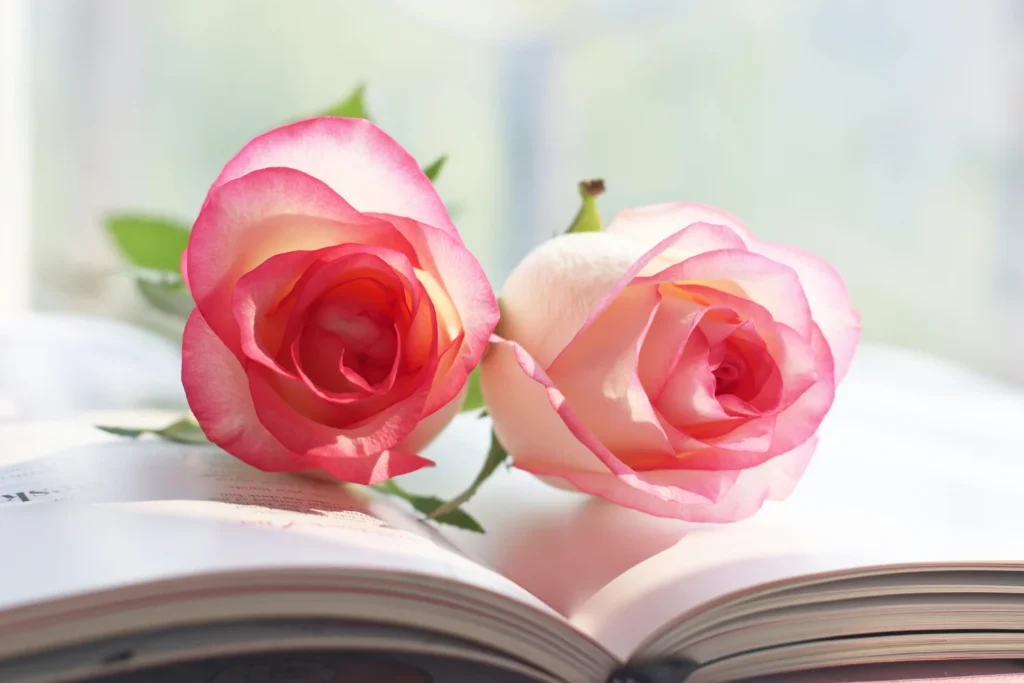 Two delicate pink-tipped roses rest on an open book, creating a serene scene at our historic Milford PA hotel.