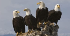 Four eagles