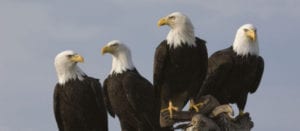 Four eagles