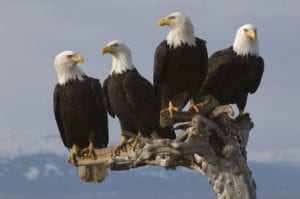 eagles on a branch